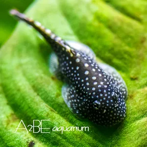 청소물고기 가오리비파 / 2~3cm 전후 / 1마리