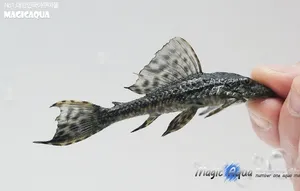 비파 2마리 (5cm 전후)