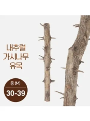 가시나무 가지유목(중형) 30cm-39cm
