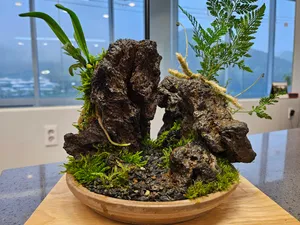 석부작 키트