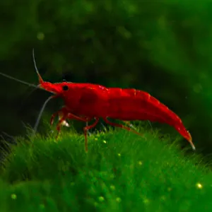 100% 순혈 블러드메리새우 1마리 체리새우 생이새우