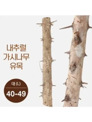 가시나무 유목(대형) 40cm-49cm