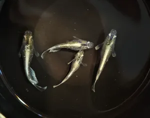 에메킨 메다카 5마리set