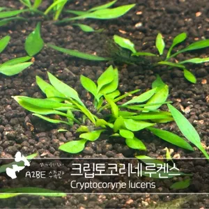 억세고 튼튼한 수초/ 크립토코리네 루켄스 / 2촉