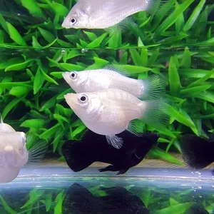화이트 풍선몰리 ( 암수랜덤 )