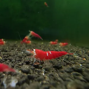 산타비