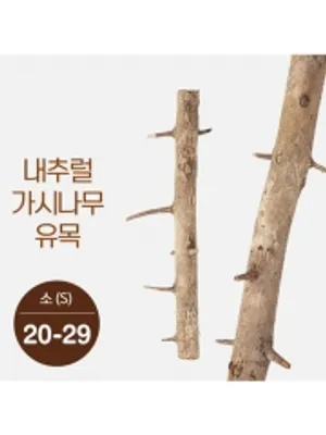 가시나무 유목(소형) 20cm-29cm