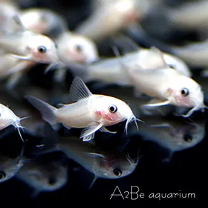 화이트 팬더 코리도라스 / 3cm 전후/ 준성어급 / 1마리