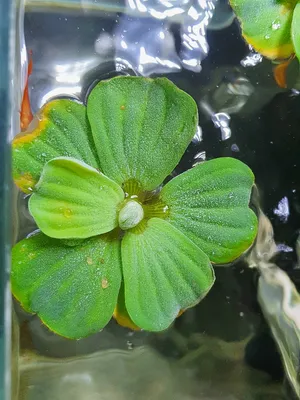 물배추 1뿌리  부상수초