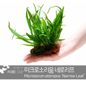 [에이투비] 튼튼한 미크로소리움 네로리프 / 1판 풍성