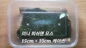 미니 피쉬덴 모스 15cm X 10cm 1팩