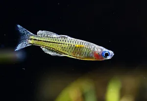 스포티드 레인보우 2마리 (2~3cm 전후)
