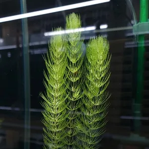 붕어마름 ( 마츠모 ) 치어은신처 - 2촉 ( 10 cm 전후 )