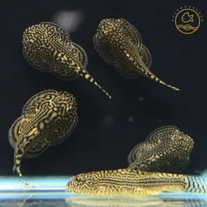 힐스트림 로치(가오리 비파)