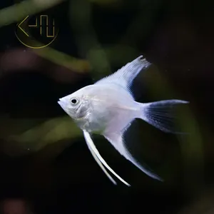 플레티넘 엔젤