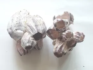 따개비 1개 소 10~15cm 은신처