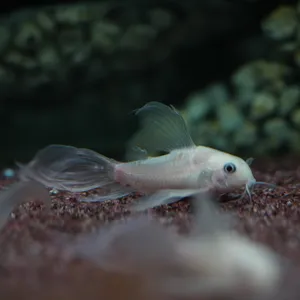 화이트팬더롱핀 코리도라스 유어 1마리 3cm이상급 