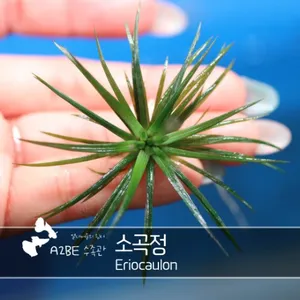 소곡정 1촉
