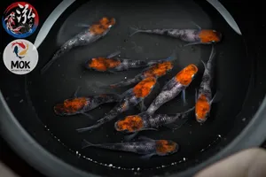 홍수 일반 삼색 메다카