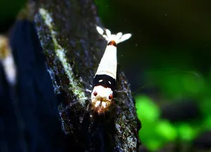 CBS SSS급 (1~1.5cm 전후)