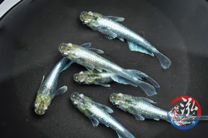 에메킨 메다카