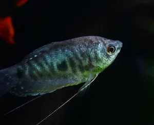 블루 구라미 2마리 (5cm 전후)