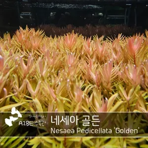 이쁜 중후경수초 / 네세아 골든 / 2촉