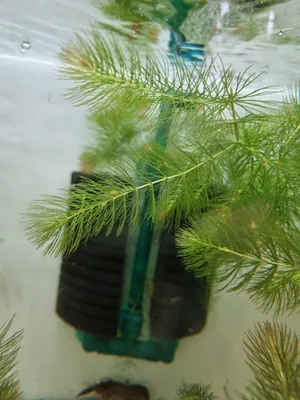 마츠모/붕어마름 10촉(15cm)