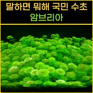 암브리아 8줄기 수초