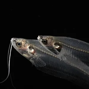 키우기쉬운[메기]글라스캣피쉬 4cm 내외