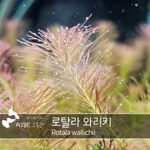 이쁜수초 / 로탈라 와리키 /10촉