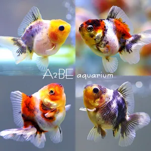 로즈테일오란다 /5-7cm / 1마리