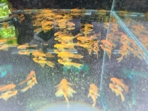 레드안시 롱핀 유어 5마리