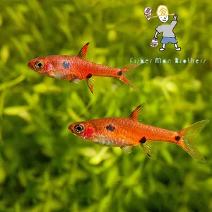 Wild 보라라스 마큘라투스