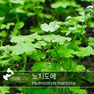 넝쿨처럼 구조물을 타고자라는 /노치도메 /10촉