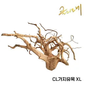 CL 가지유목(XL)60~80cm