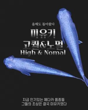 ★★초특가★★ 미유키 메다카 고퀄 & 노멀개체