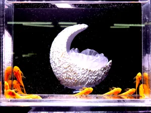 청소고기 안시 숏핀 1마리 (3~4cm 내외)