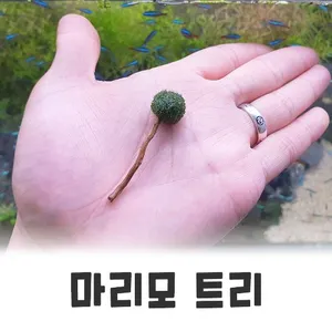 마리모 트리 (직경 1cm 전후)