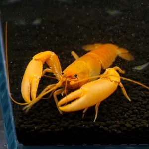 오렌지체락스 가재 1마리 7cm전후
