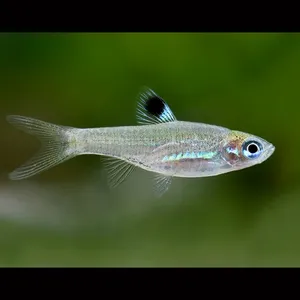 아이스팟 라스보라 / 2~3cm 전후 / 1마리