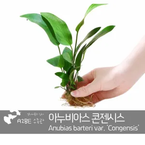 [에이투비] 튼튼한 아누비아스 콘젠시스 / 큰1뿌리 잎 5장 이상