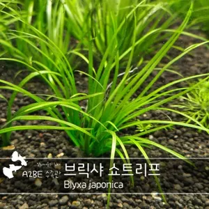 이쁘고 풍성한 / 브릭샤 쇼트리프 /4촉