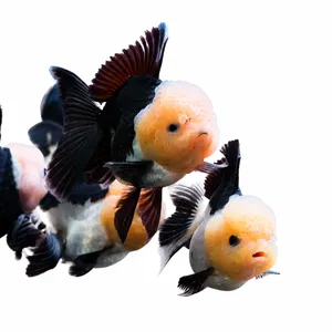 랜덤강추 /노른자헤드 큣 판다오란다 (샐랙개체) / 8-9cm 내외 / 1마리