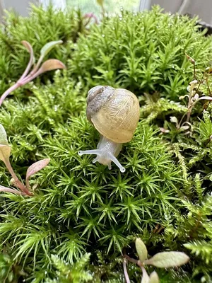 아프리카 왕 달팽이 새끼 (치와)