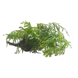 활착 유목 볼비티스 중 13 ~ 17 cm