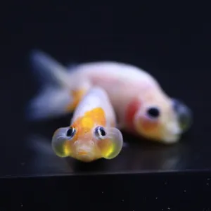 금붕어 수포안 4cm 내외 키우기