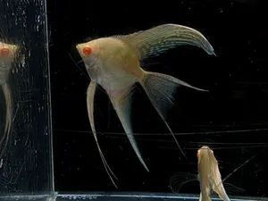 알비노 골든 베일테일 엔젤피쉬 1마리