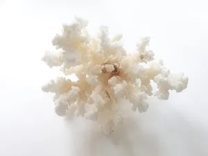 꽃산호 중 10~20cm 어항 장식품 인테리어 장식품