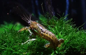미스테리 가재 (5cm 전후)